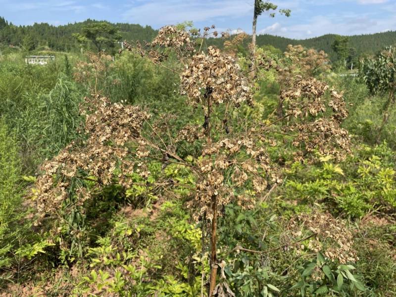 中药白芷种子货源充足量大从优质量保证欢迎咨询