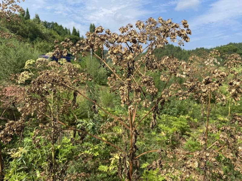 中药白芷种子货源充足量大从优质量保证欢迎咨询