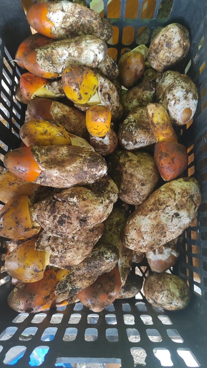 各类野生菌白葱红见手青鹅菌马耳朵靑扛杨柳菌
