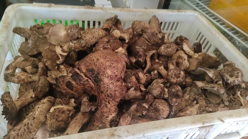 各类野生菌白葱红见手青鹅菌马耳朵靑扛杨柳菌