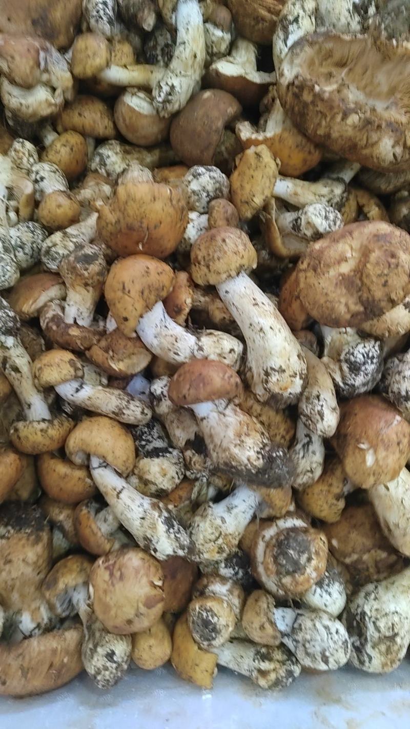 各类野生菌白葱红见手青鹅菌马耳朵靑扛杨柳菌