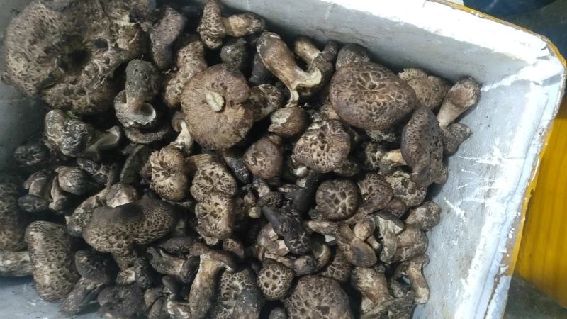 各类野生菌白葱红见手青鹅菌马耳朵靑扛杨柳菌