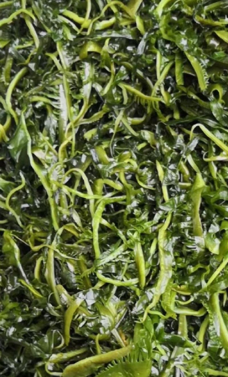 海芽菜睫毛菜海带芽，火锅凉拌麻辣烫串串香鲜嫩爽口