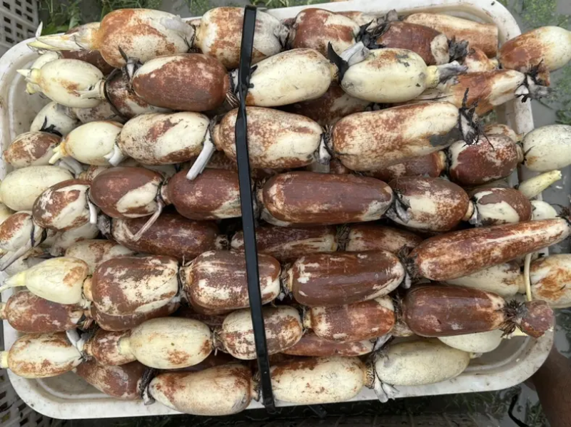 广东本地莲藕种莲藕苗，成活率高死苗补发包技术指导