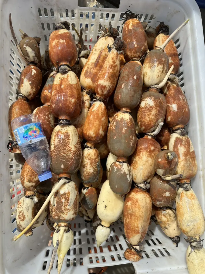 广东本地莲藕种莲藕苗，成活率高死苗补发包技术指导