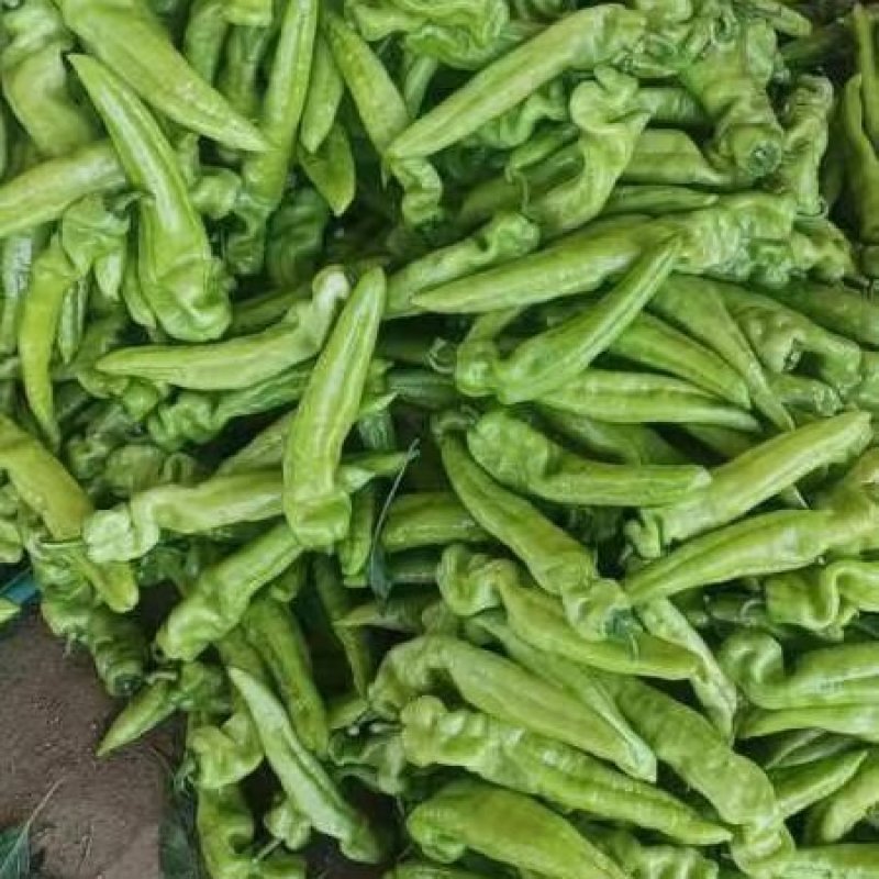 产地尖椒