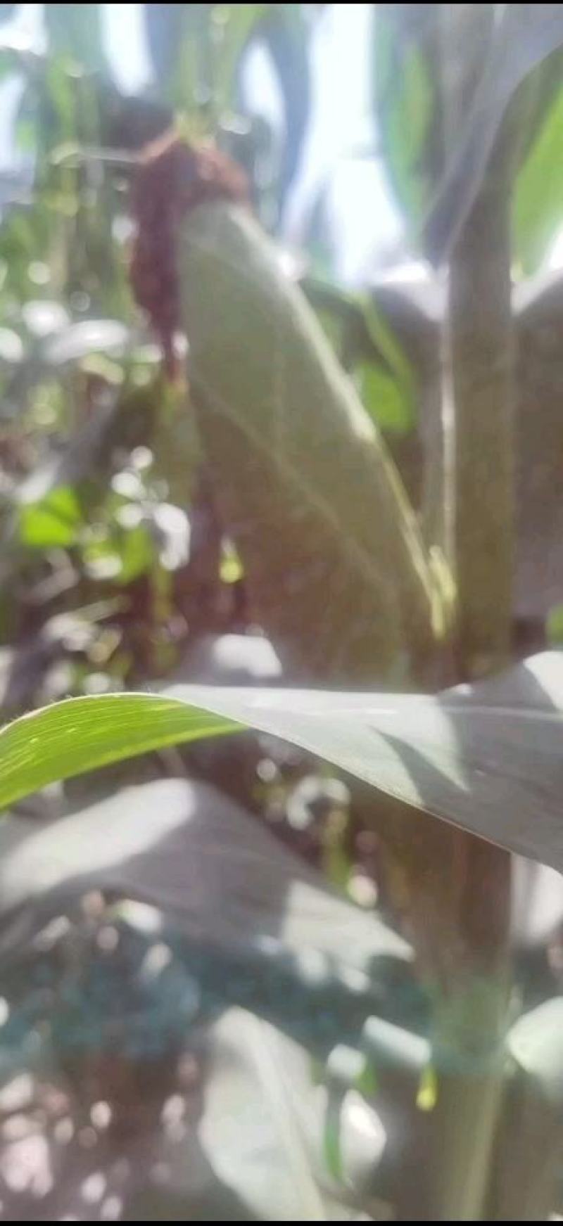 本地玉米以大量上市，欢迎新老客户前来合作