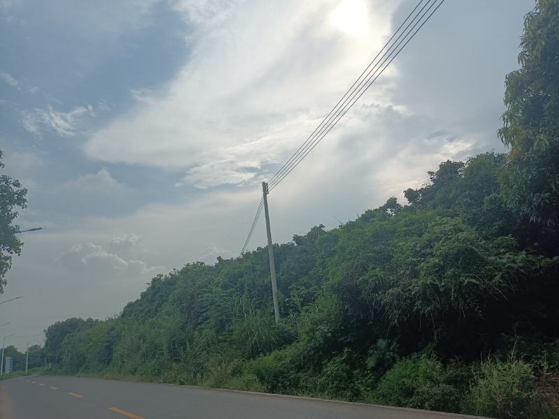龙眼代购龙眼广东英德地区出售龙眼