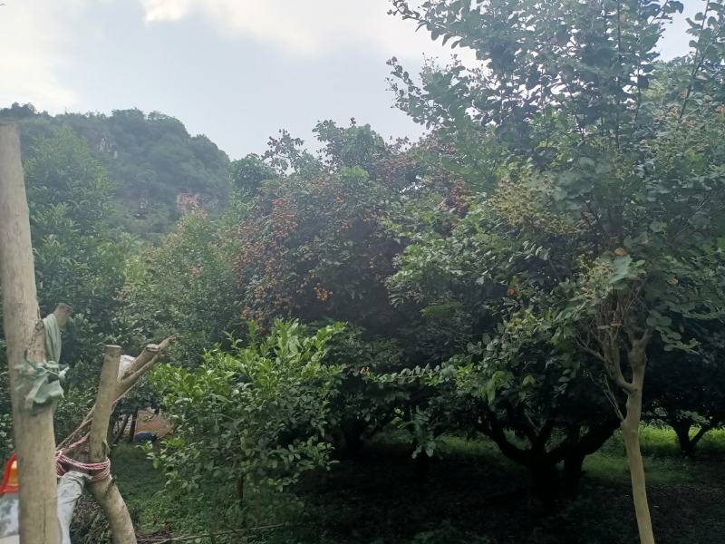 龙眼代购龙眼广东英德地区出售龙眼