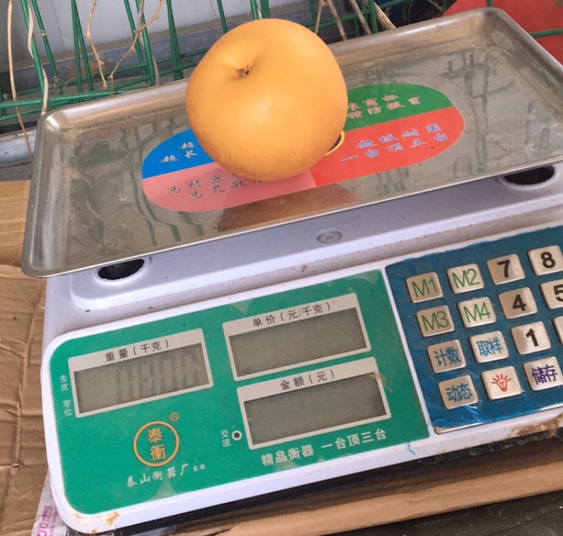 徐州新沂秋月梨上市口感清脆品质稳定欢迎各位实地考察