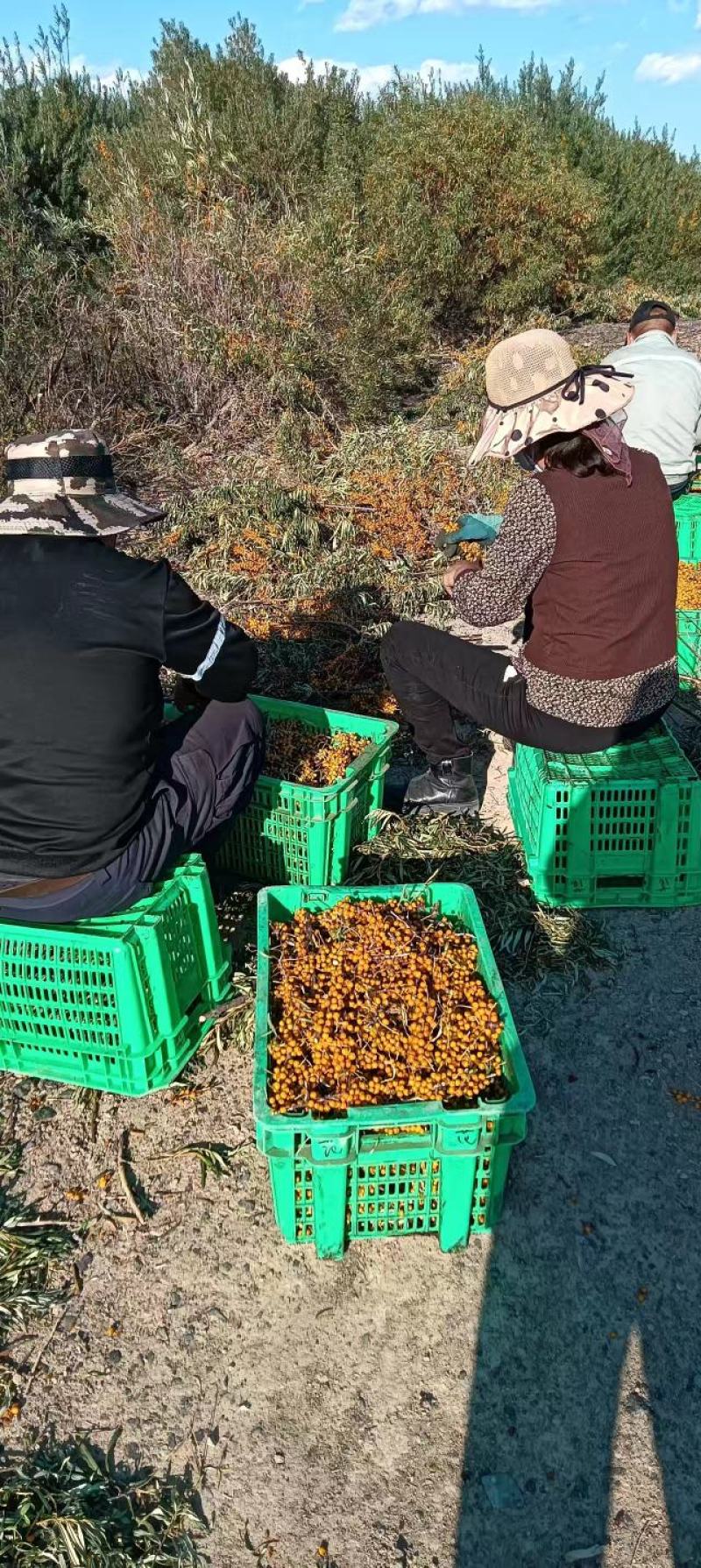 沙棘果干新疆特产第九师170团沙棘小镇沙棘果干