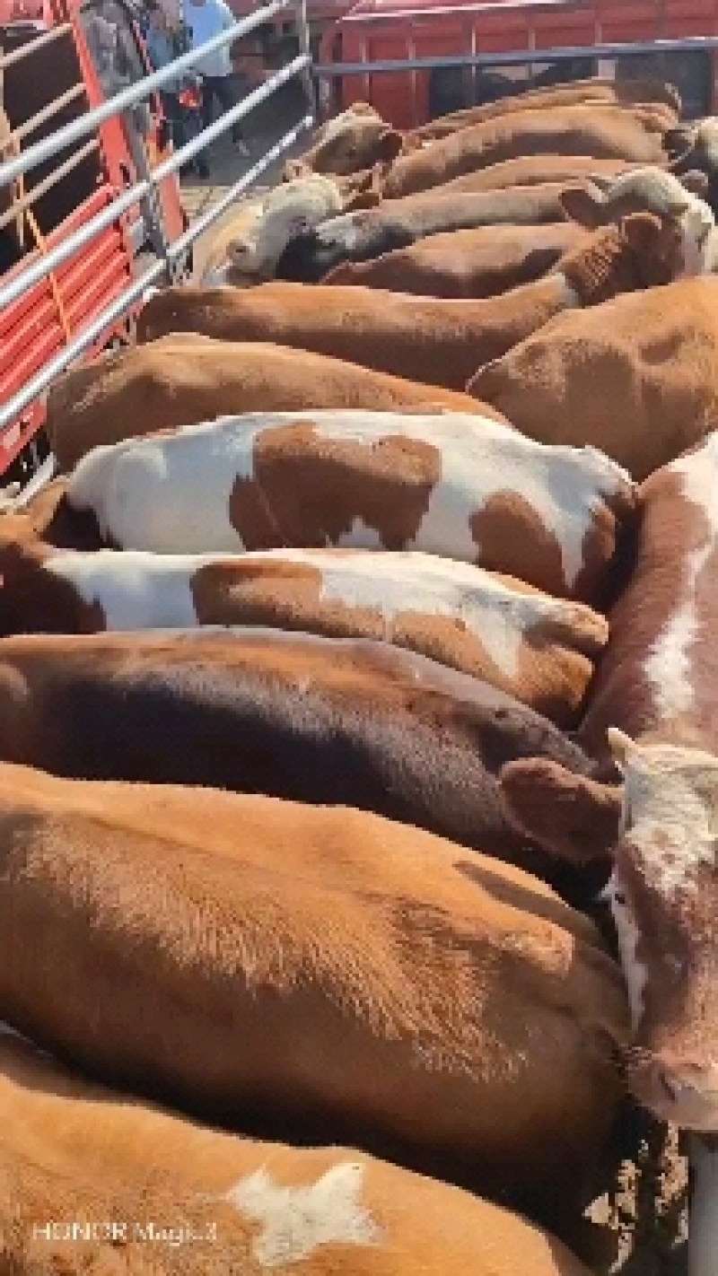 活牛