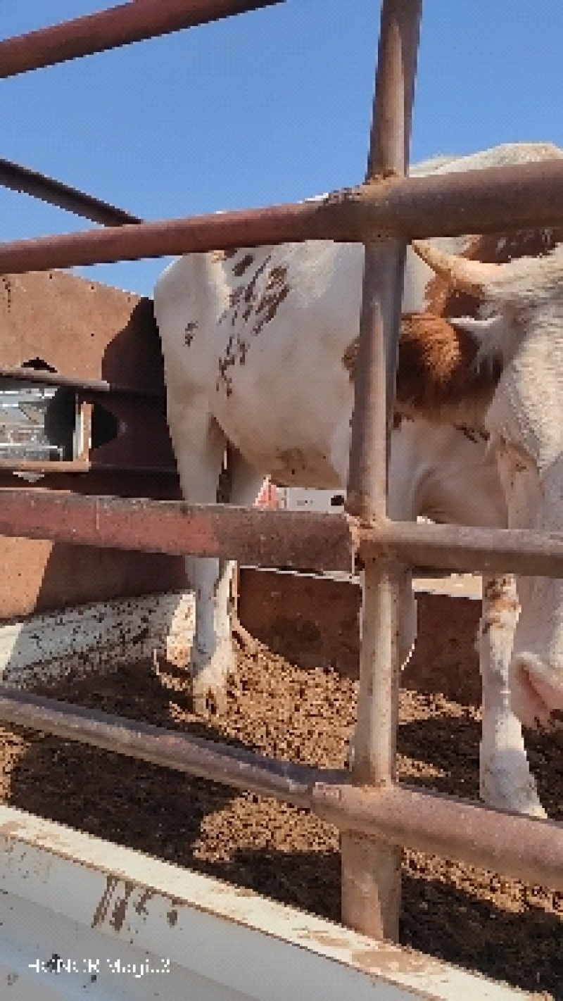 活牛