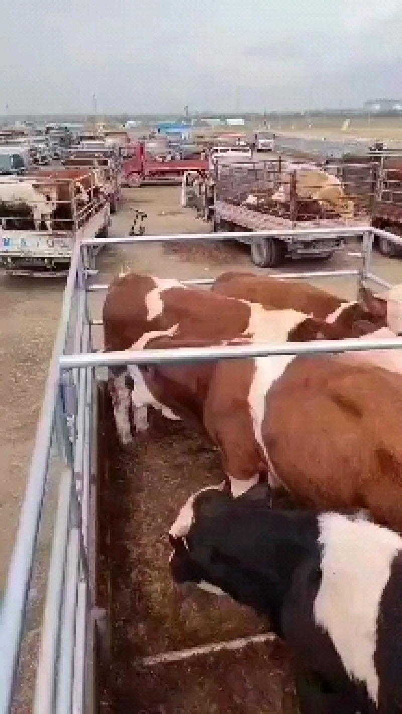 活牛