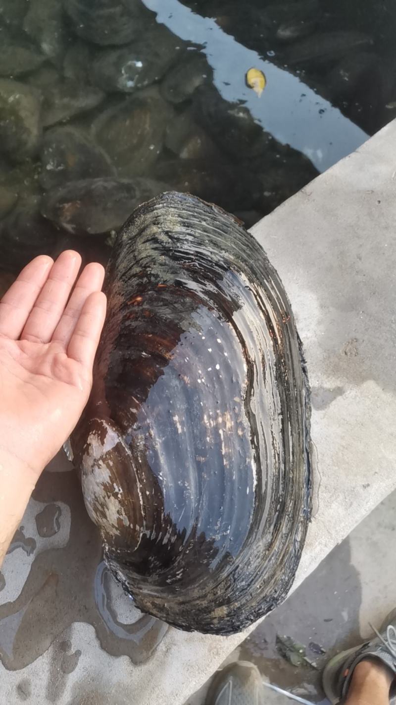 圆蚌，河蚌，三角蚌菜蚌（圆蚌天热不做，河蚌一年四季有货）