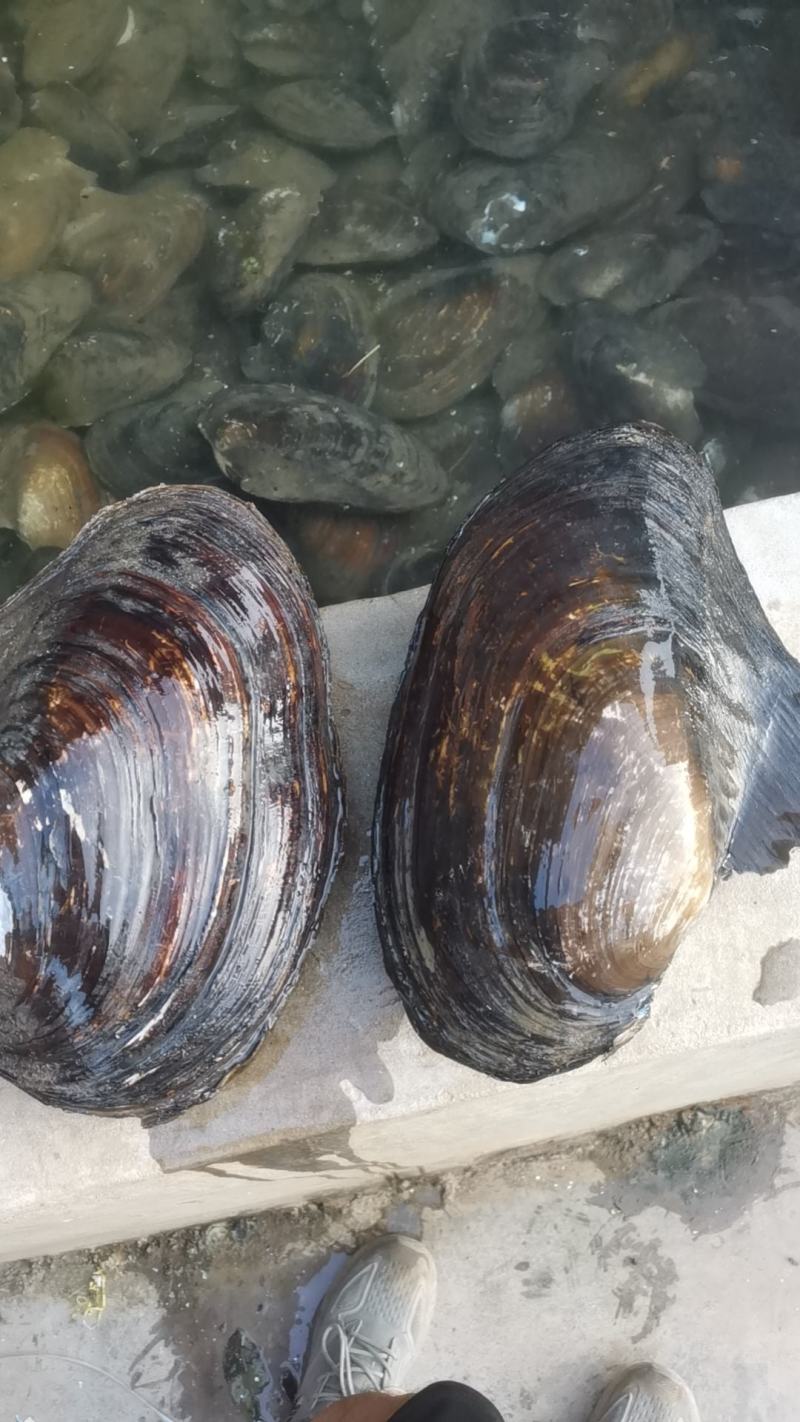 圆蚌，河蚌，三角蚌菜蚌（圆蚌天热不做，河蚌一年四季有货）
