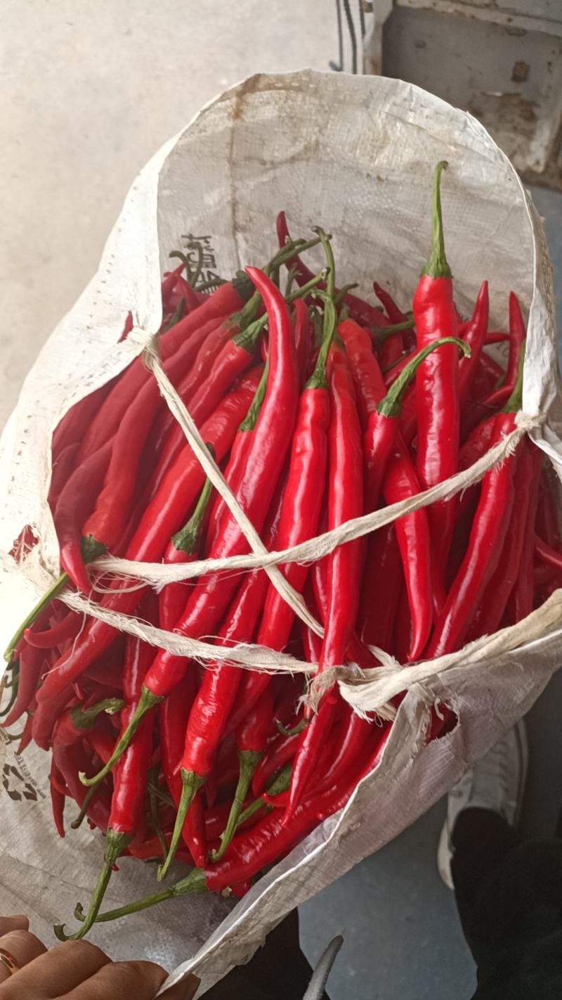3号红椒，7号红椒