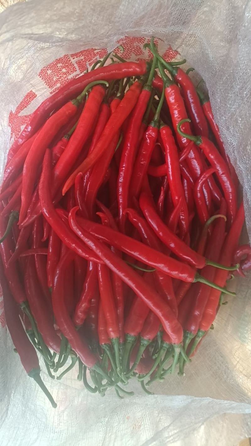 3号红椒，7号红椒