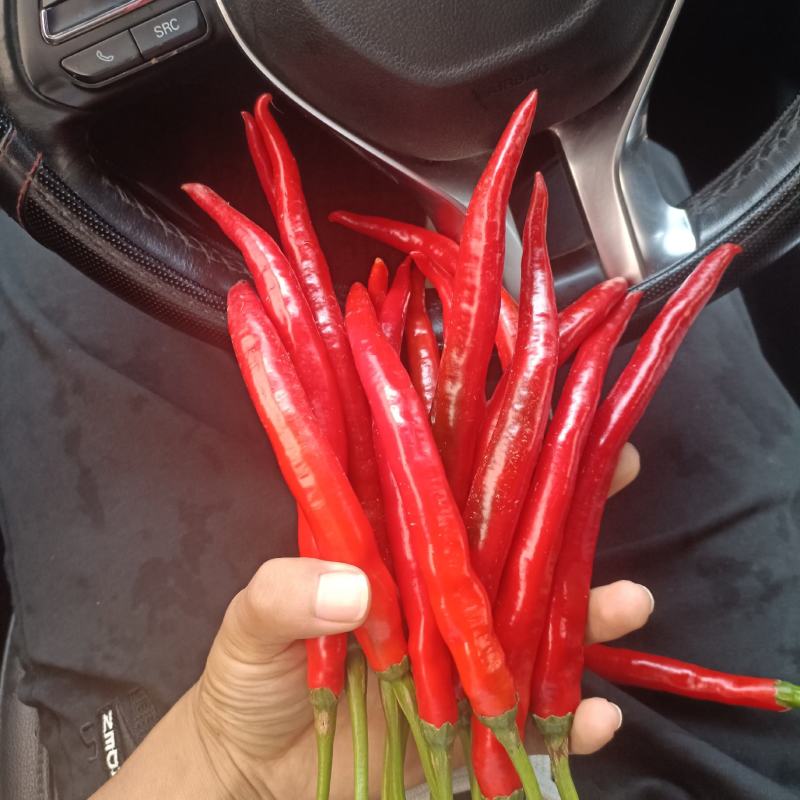 3号红椒，7号红椒