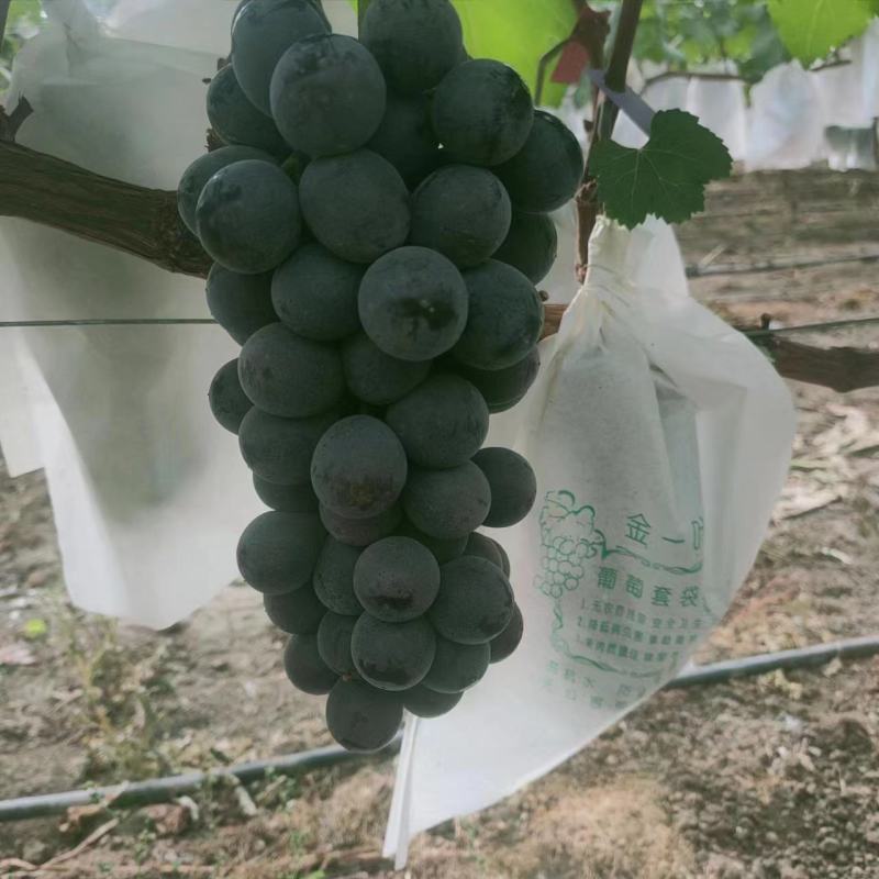 黑皇葡萄陕西省渭南市临渭区种植基地欢迎包国采购商来看货，