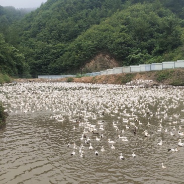 陕西放养花边鸭