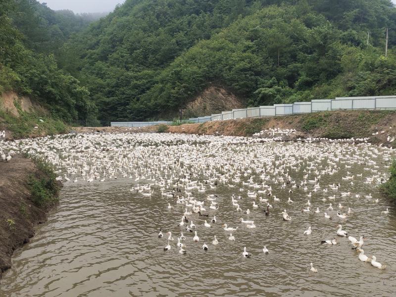 陕西放养花边鸭