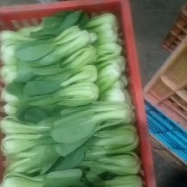 精品上海产地直销，价格优美