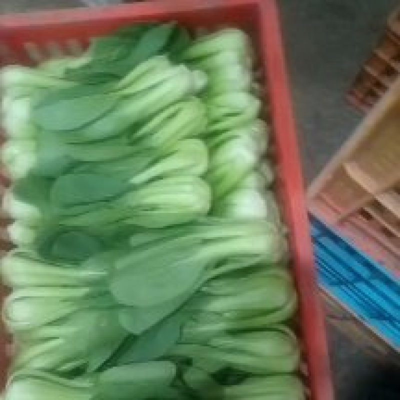 精品上海产地直销，价格优美