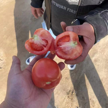 西红柿上市了基地直供品质保证价格实惠诚信经营