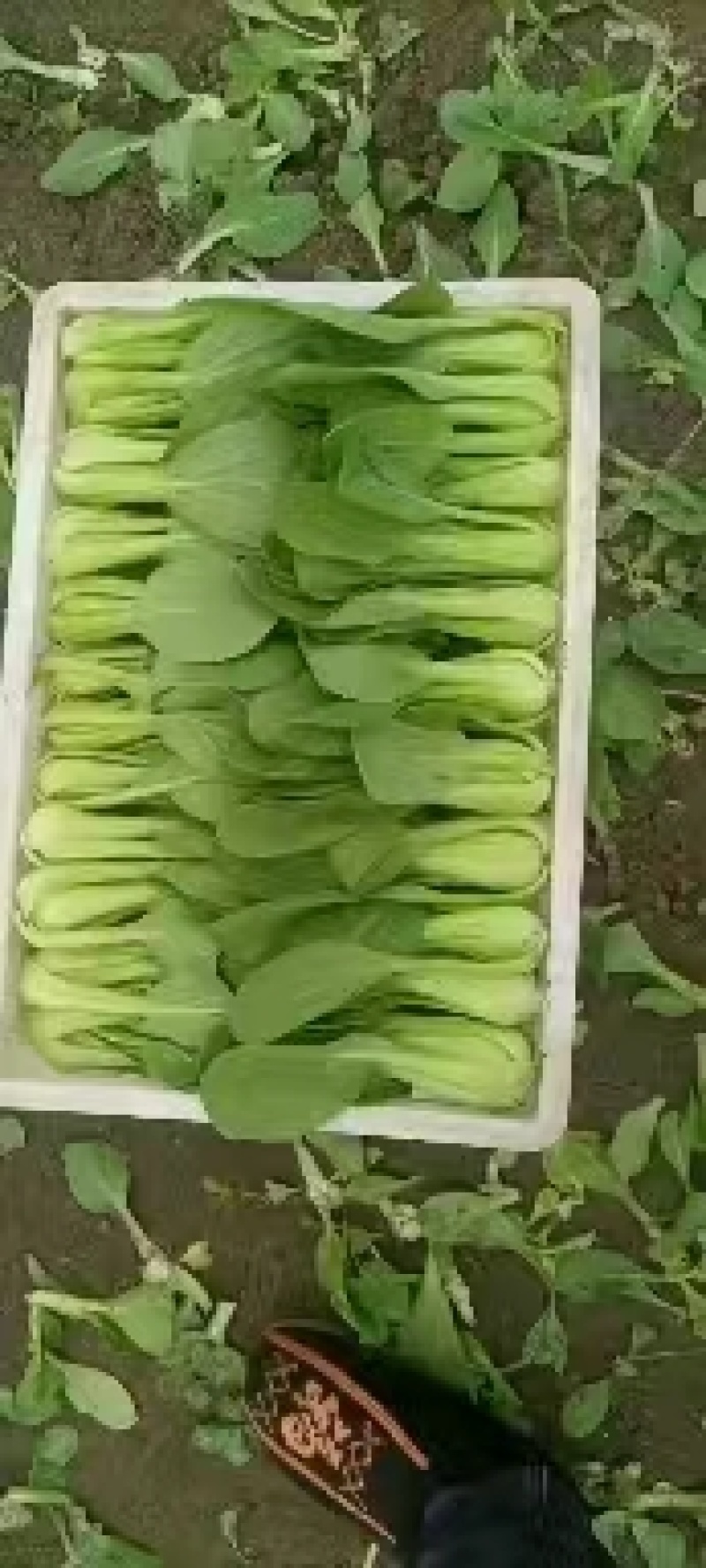 精品上海产地直销，价格优美