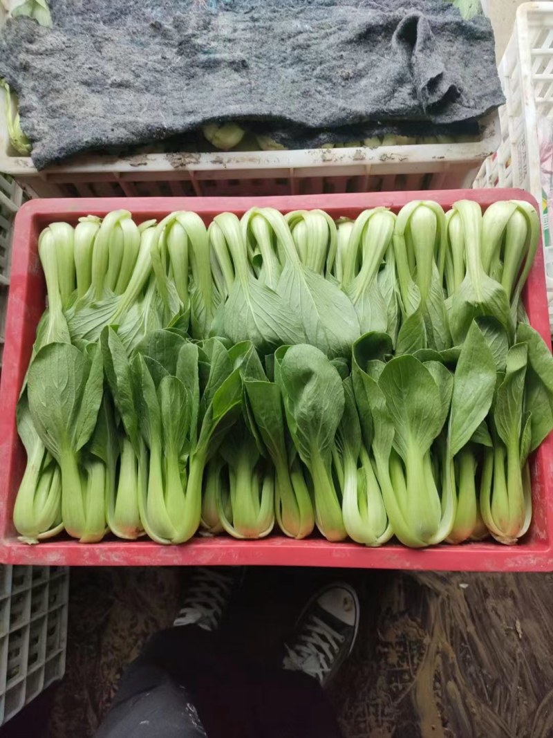 精品上海产地直销，价格优美
