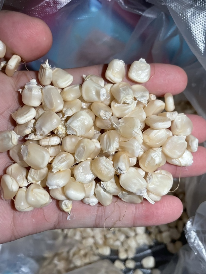 干白糯玉米，各种品种。量大，需要的朋友欢迎联系