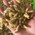 蜂蛹马蜂拥一二级一百斤里面有65斤二级35斤一级