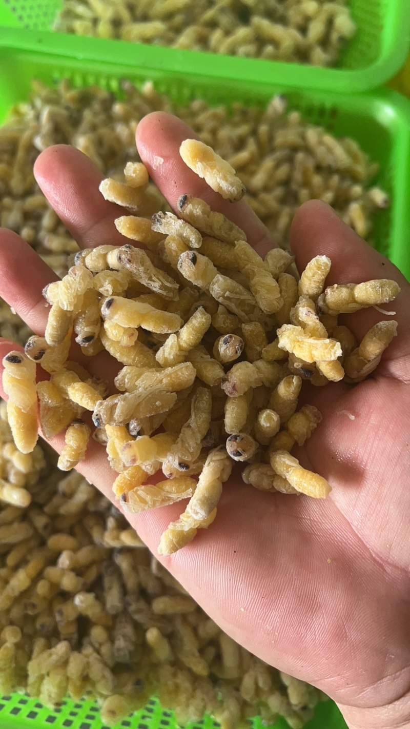 蜂蛹马蜂拥一二级一百斤里面有65斤二级35斤一级