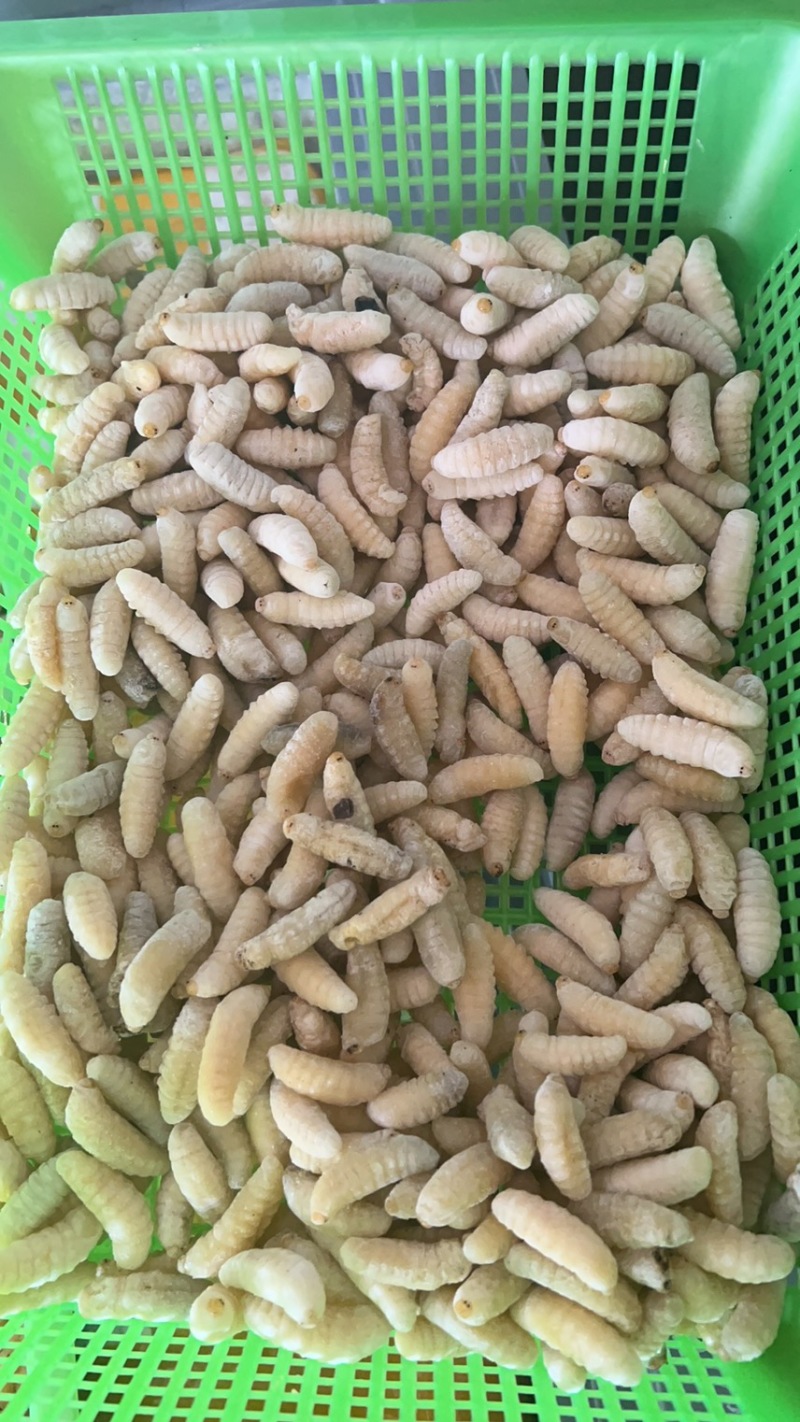 蜂蛹马蜂拥一二级一百斤里面有65斤二级35斤一级