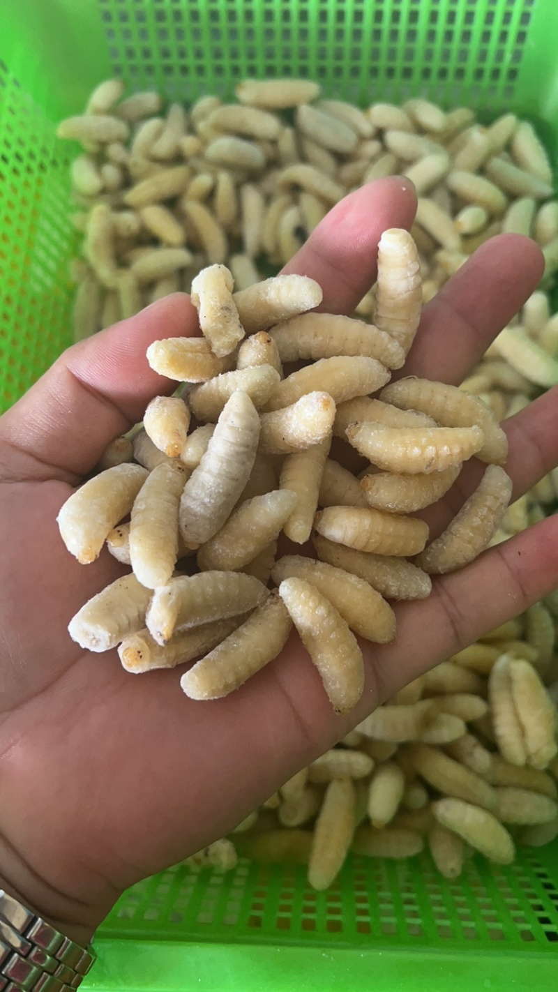 蜂蛹马蜂拥一二级一百斤里面有65斤二级35斤一级