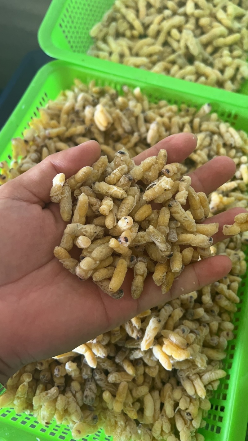 蜂蛹马蜂拥一二级一百斤里面有65斤二级35斤一级