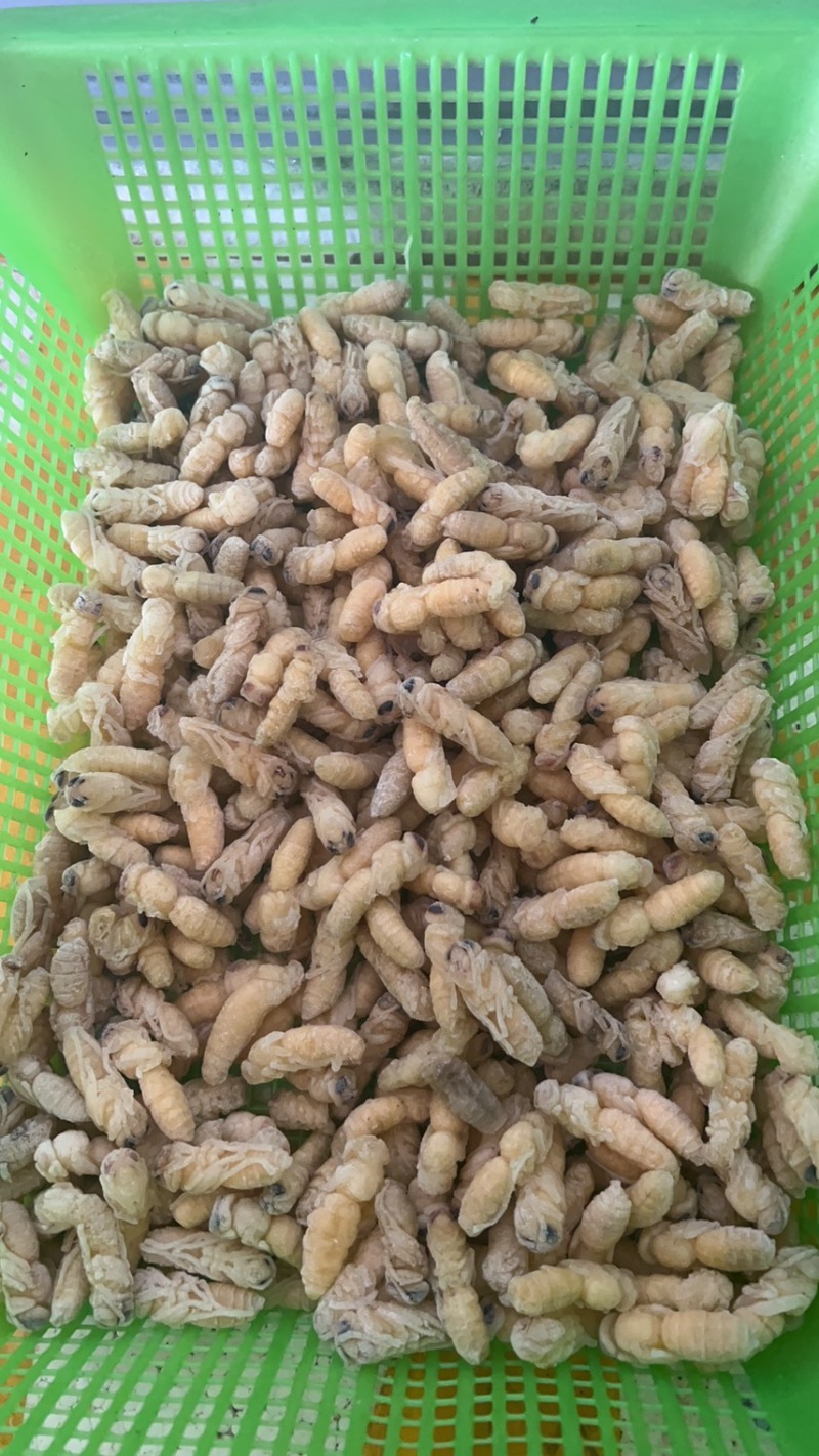蜂蛹马蜂拥一二级一百斤里面有65斤二级35斤一级