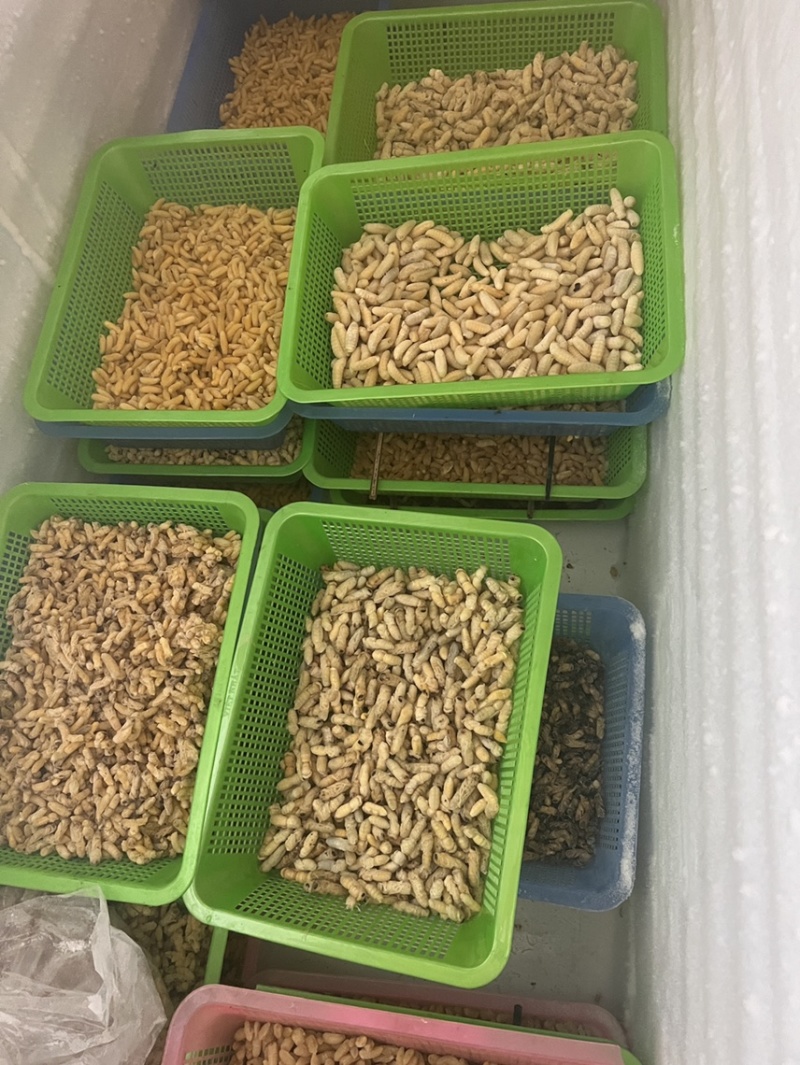 蜂蛹马蜂拥一二级一百斤里面有65斤二级35斤一级