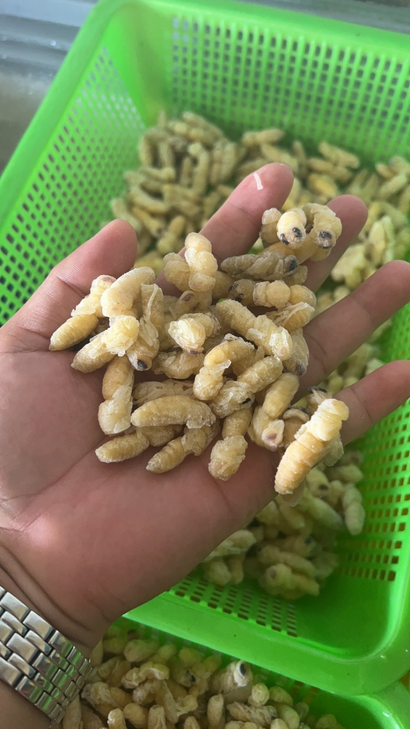 蜂蛹马蜂拥一二级一百斤里面有65斤二级35斤一级