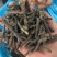 干货野生仙茅大量有货找有销量的客户大量