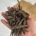 干货野生仙茅大量有货找有销量的客户大量