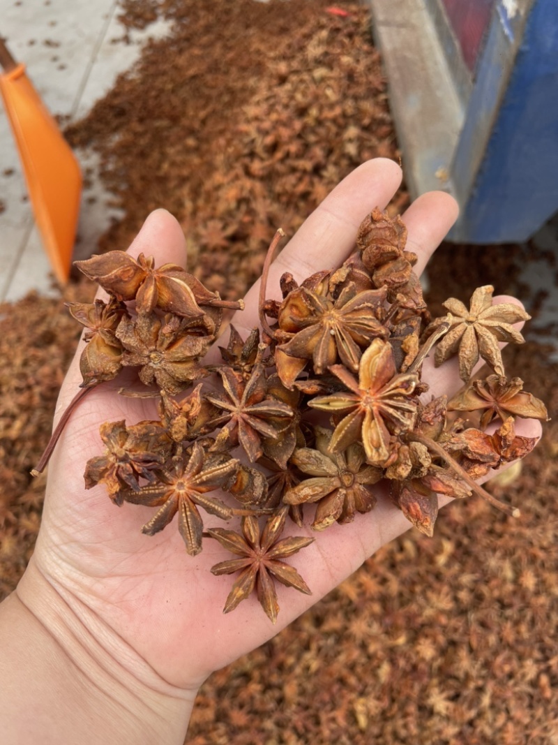 广西新货大红八角大量上市，各规格齐全量大优惠
