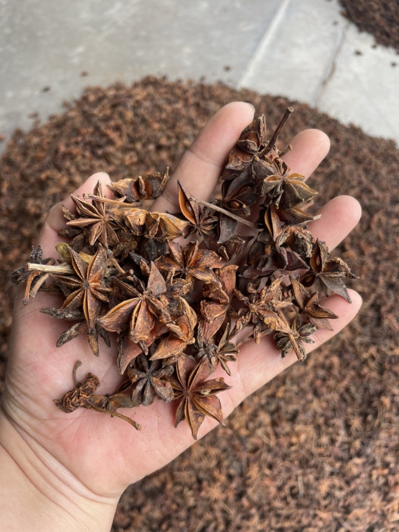 广西新货大红八角大量上市，各规格齐全量大优惠