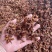广西新货大红八角大量上市，各规格齐全量大优惠