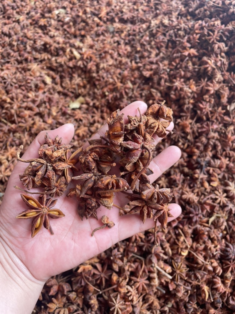 广西新货大红八角大量上市，各规格齐全量大优惠