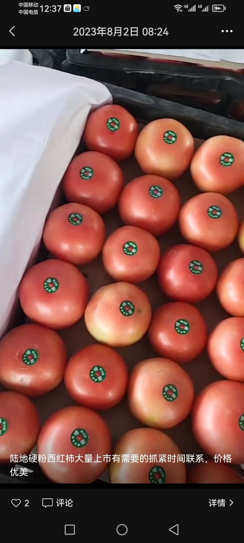 陆丰西红柿