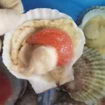 鲜活速冻半壳扇贝新鲜冷冻海鲜带壳水产蒜蓉粉丝扇贝烧烤食材