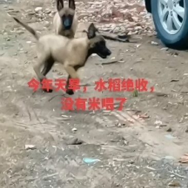 小马犬