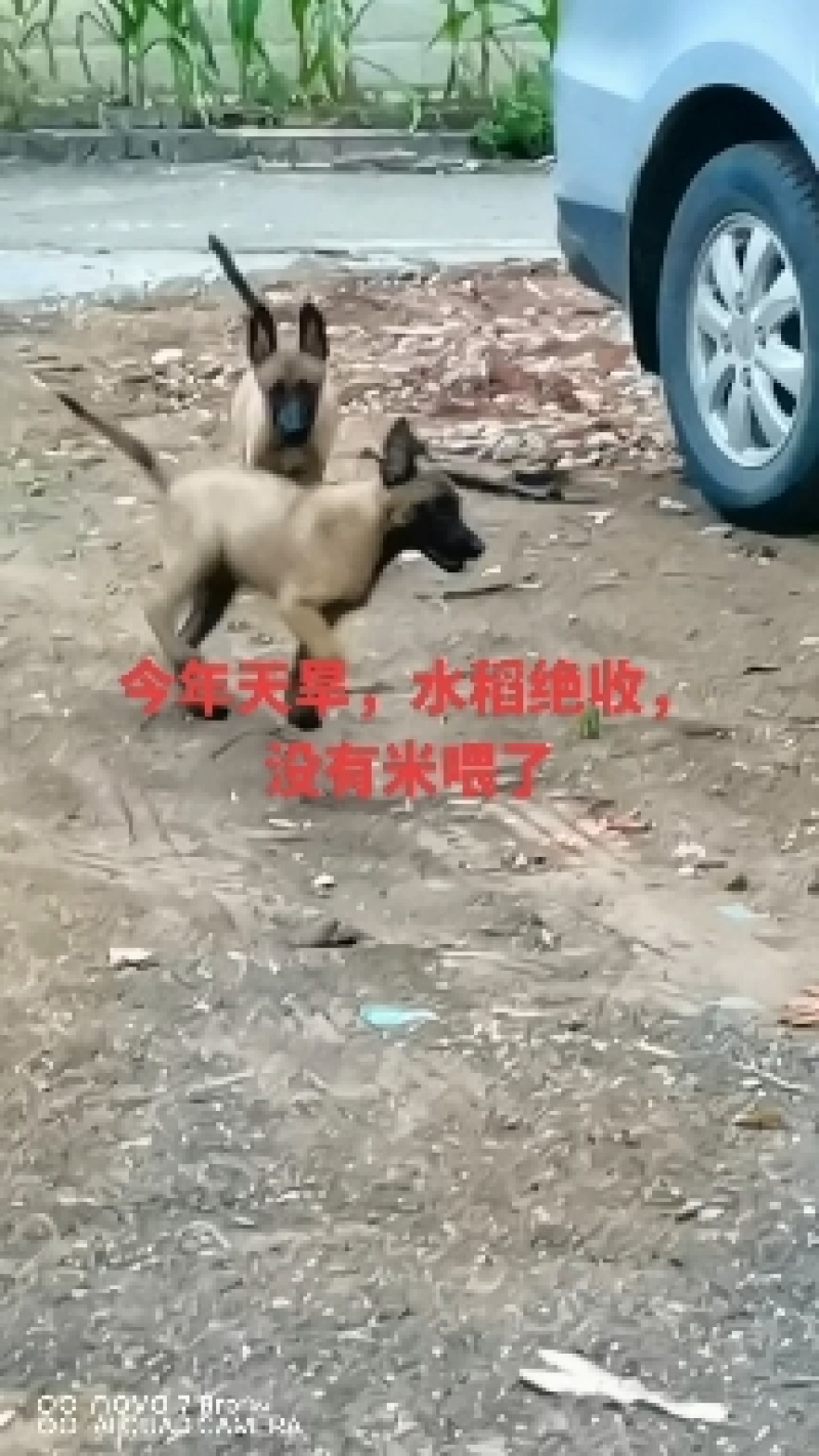 小马犬